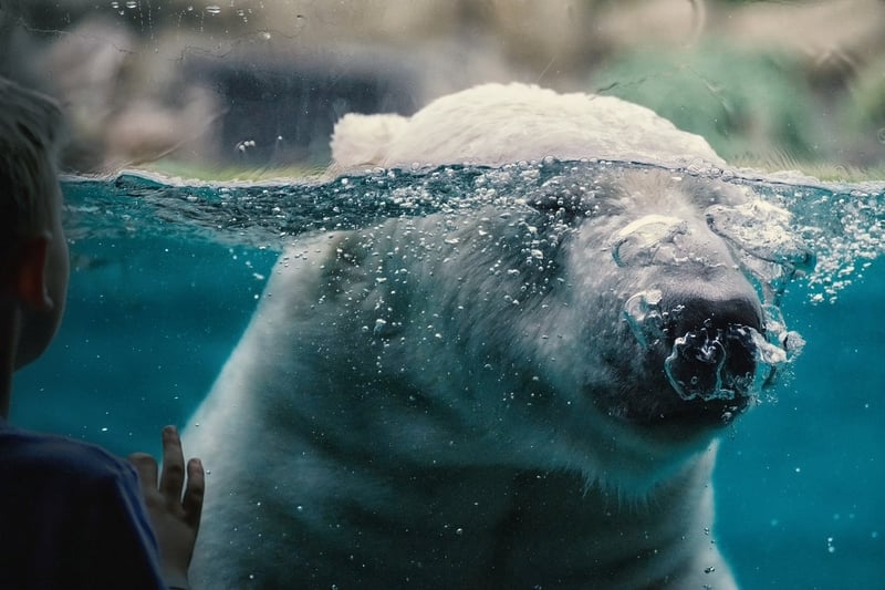Arctic Wilderness